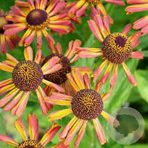 Helenium 'Loysder Wieck' GM P9