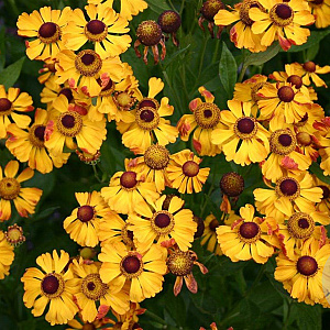 Helenium 'Rauchtopas' GM P9