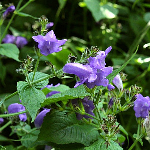 Strobilanthes atrop. 'Blue Carpet' GM P9