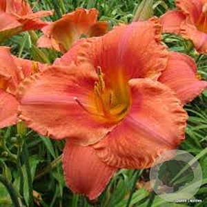Hemerocallis 'South Seas' GM P9
