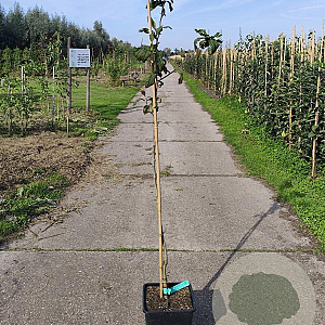 Mespilus g. 'Bredase Reus' 100-125 cm 10L