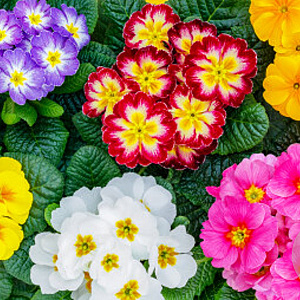 Primula vulgaris GM P9 leverbaar