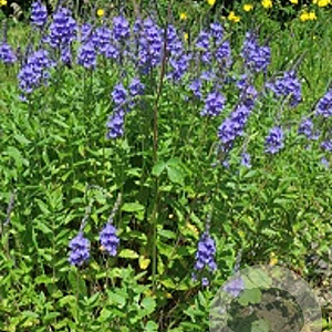 Veronica austriaca GM P9 leverbaar