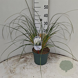 Cortaderia s. 'Sunningd. Silver' 50-60 cm 5,0L