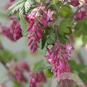 Ribes sang. Amore 40-50 cm 5,0L