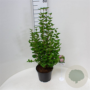 Syringa Tinkerbelle 40-50 cm 5,0L