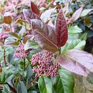 Viburnum tin. 'Purpureum' 40-50 cm 5,0L