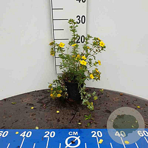 Potentilla f. 'Sommerflor' 15-20 cm C1.3