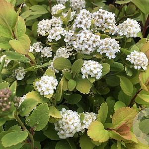 Spiraea betulifolia 'Tor Gold' 20-25 cm 3,0L