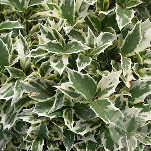 Osmanthus heter. 'Variegatus' 20-25 cm 2,0L