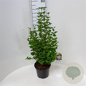 Syringa Tinkerbelle 40-50 cm 5,0L