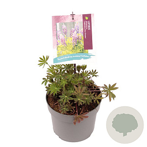 Lupinus p. 'Lupini Blue Shades' GM 2,0L