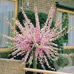 Prunus triloba 120 cm stam container