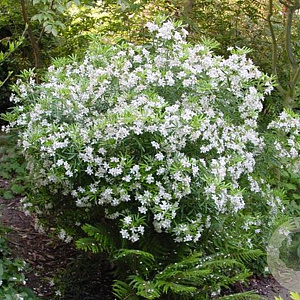 Choisya dewitteana 30-40 cm 5,0L struik