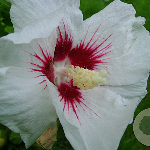 Hibiscus syr. 'Monstrosus' 180 cm stam 12L