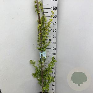 Ulmus holl. 'Wredei' 150-175 cm 7,5L Gestokt
