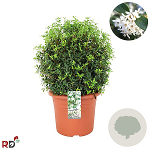 Osmanthus burkwoodii 45-50 cm 20L bol