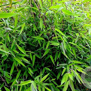 Fargesia 'Winter Joy' 100-120 cm 2,5L