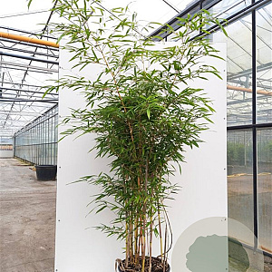 Phyllostachys Aureosulcata "Aureocaulis" ** 250-300 cm 30L
