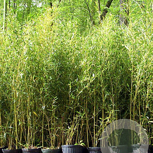 Phyllostachys aureosulcata 400-450 cm 45L