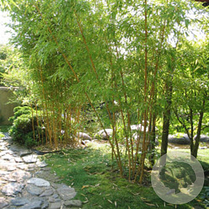 Phyllostachys vivax 'Aureocaulis' 200-300 cm 15L