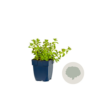 Sedum selskianum GM  P11