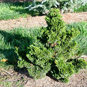 Pinus parv. 'Brevifolia' GM container meerstammig solitair