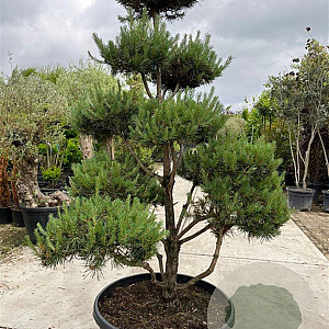 Pinus sylv. 'Norske Typ' 175-200 cm container bonsai