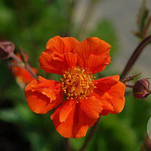 Geum 'Sea Breeze' GM P9