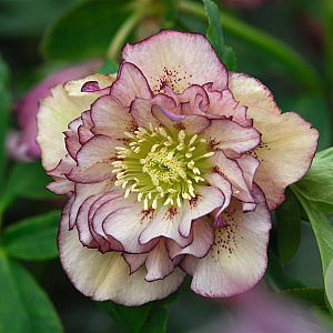 Helleborus o. 'Dble Ellen Picotee' GM P9