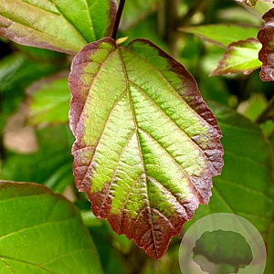 Parrotia persica 'JLPN01' 150-175 cm 40L meerstammig