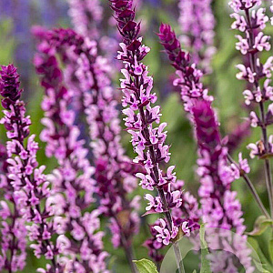 Salvia n. Carad. Pink Inspiration GM P9