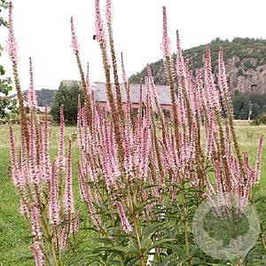 Veronicastrum virg. 'Kleine Erika' GM P9