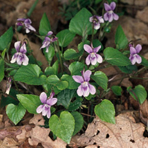 Viola reichenbachiana GM P9