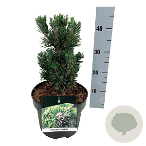 Pinus thunbergii 'Kotobuki' 25-30 cm