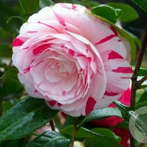 Camellia j. 'Bicolor' 80-100 cm 15L