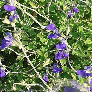 Salvia micr. 'Blue Monrovia' 10-20 cm 2,5L