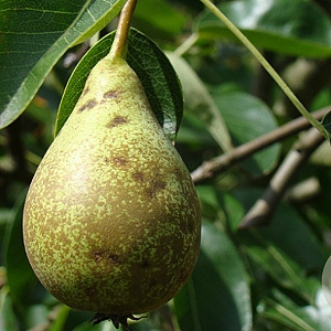 Pyrus communis 'Legipont' 100 cm stam cont. 60L lei 150x120 4 etages
