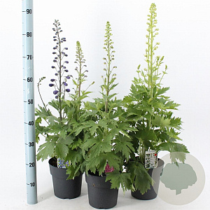 Delphinium (E) M. Fountains Series 20-30 cm 2,0L