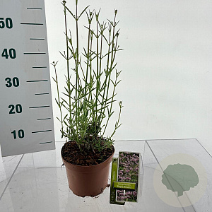 Verbena bon. 'Royal Dreams' GM 2,0L