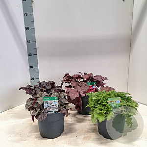 Heuchera Gemengd 15-20 cm 2,0L