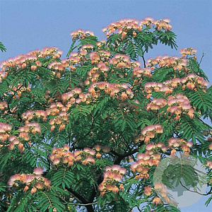 Albizia julibr. rosea 200-250 cm cont. 70L meerstammig