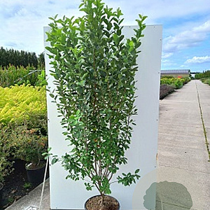 Amelanchier can. Rainbow Pillar 175-200 cm cont. 110L meerstammig