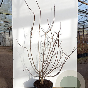 Calycanthus r. 'Hartlage Wine' 150-175 cm cont. 110L meerstammig