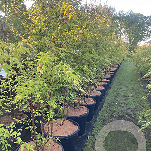 Prunus 'The Bride' 175-200 cm cont. 70L meerstammig