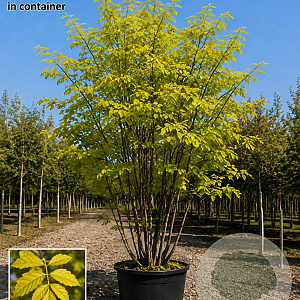 Ptelea trifoliata 'Aurea' 250-300 cm cont. 110L meerstammig