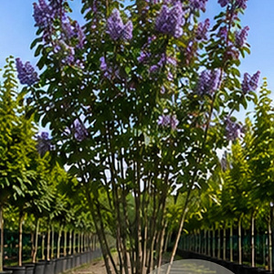 Syringa v. 'Michel Buchner' 150-175 cm cont. 110L meerstammig