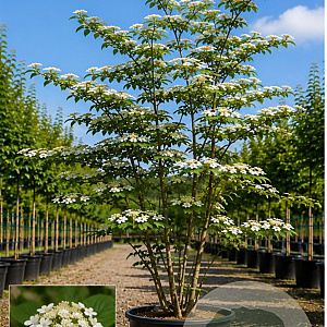 Viburnum plic. 'Mariesii' 175-200 cm cont. 110L meerstammig