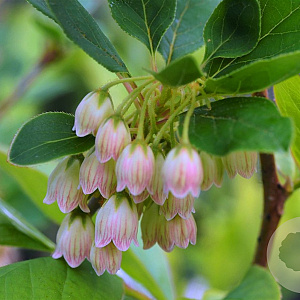 Enkianthus camp. Prettycoat 80-100 cm 30L