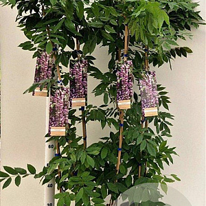 Wisteria flor. 'Issai-naga' 100-125 cm rozenpot 2L